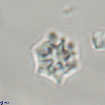 Discoaster self trailliae 32075