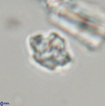 Discoaster self trailliae 32077