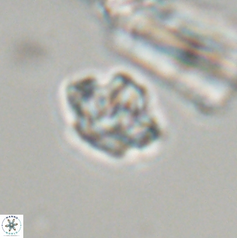 Discoaster self trailliae 32077
