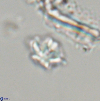 Discoaster self trailiae 32156