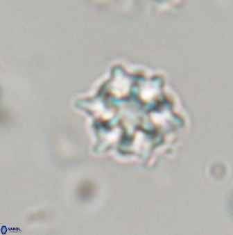 Discoaster self trailliae 32079