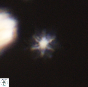 Discoaster self trailliae 32070