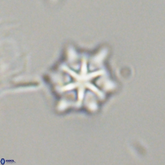 Discoaster self trailliae 32071