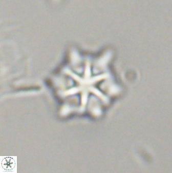 Discoaster self trailliae 32071