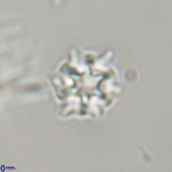 Discoaster self trailliae 32072