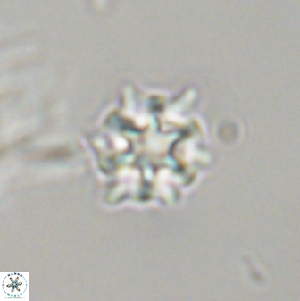 Discoaster self trailliae 32072