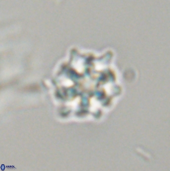 Discoaster self trailliae 32073