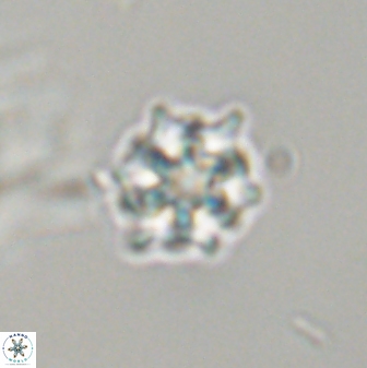 Discoaster self trailliae 32073