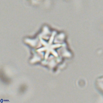 Discoaster self trailiae 32156