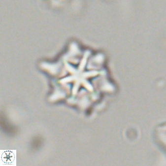 Discoaster self trailliae 32084