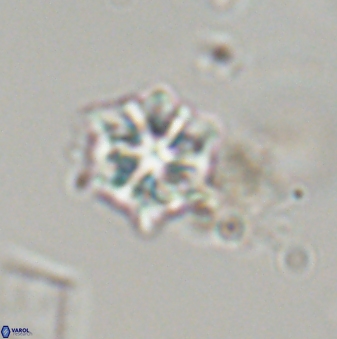 Discoaster self trailliae 32085