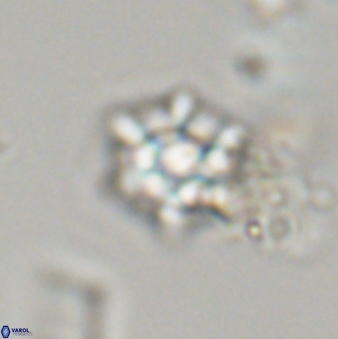 Discoaster self trailliae 32086