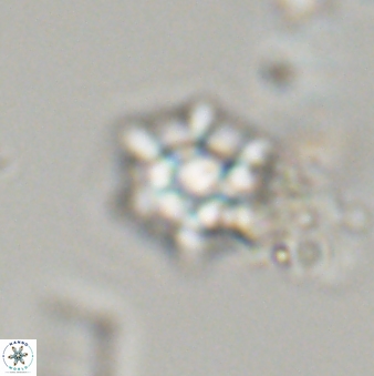 Discoaster self trailliae 32086
