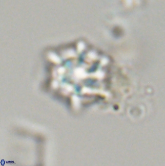 Discoaster self trailliae 32087