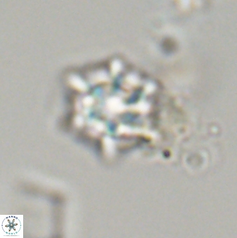 Discoaster self trailliae 32087