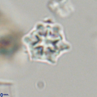 Discoaster self trailliae 32088