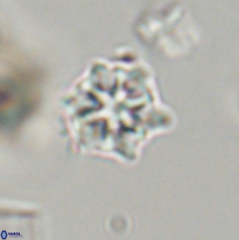 Discoaster self trailliae 32089