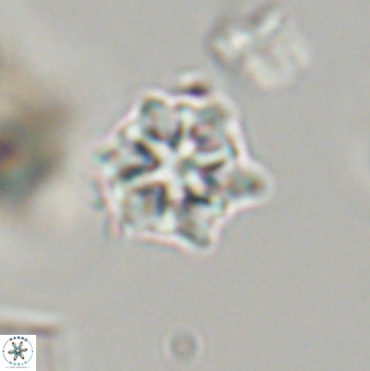 Discoaster self trailliae 32089