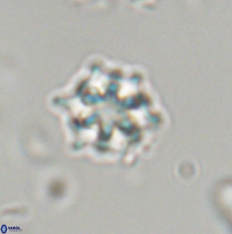 Discoaster self trailliae 32080