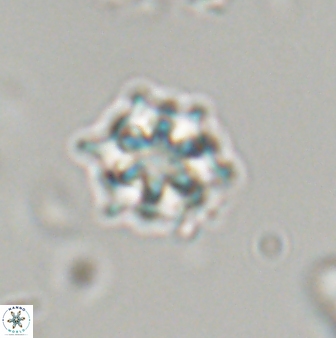 Discoaster self trailliae 32080