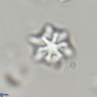 Discoaster self trailliae 32081