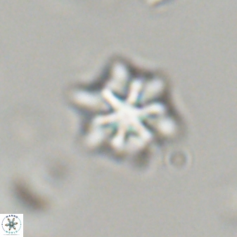Discoaster self trailliae 32081