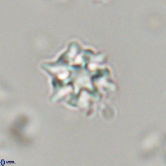 Discoaster self trailliae 32082