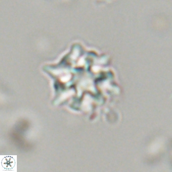 Discoaster self trailliae 32082
