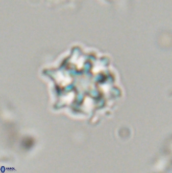 Discoaster self trailiae 32156