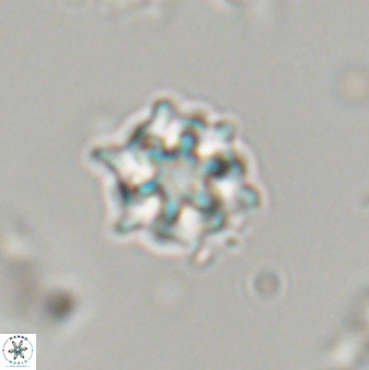 Discoaster self trailliae 32083