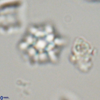 Discoaster self trailliae 32094