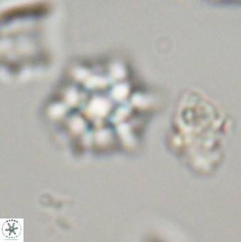 Discoaster self trailliae 32094