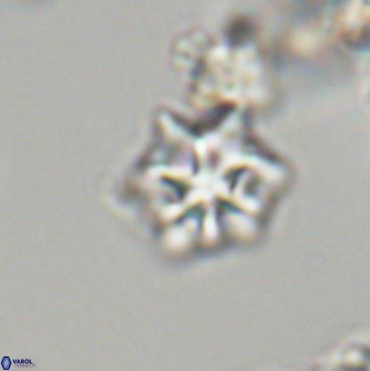 Discoaster self trailliae 32097