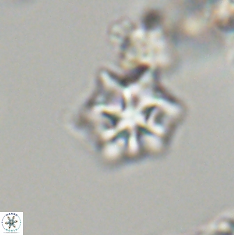 Discoaster self trailliae 32097