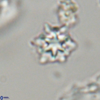 Discoaster self trailliae 32098