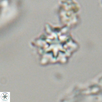 Discoaster self trailliae 32098