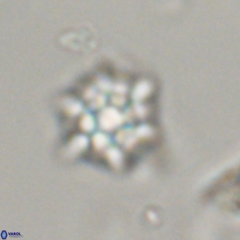 Discoaster self trailliae 32099