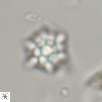 Discoaster self trailliae 32099
