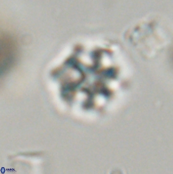 Discoaster self trailliae 32090