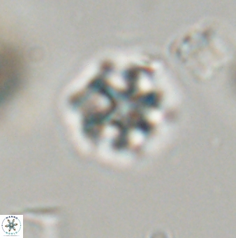 Discoaster self trailliae 32090