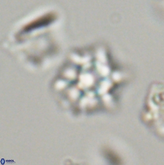 Discoaster self trailliae 32091