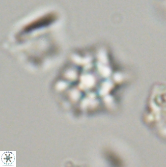 Discoaster self trailliae 32091