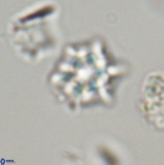 Discoaster self trailliae 32092