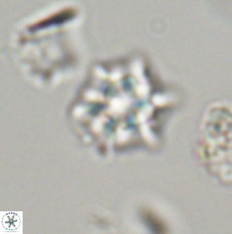 Discoaster self trailliae 32092