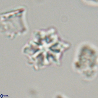 Discoaster self trailliae 32093