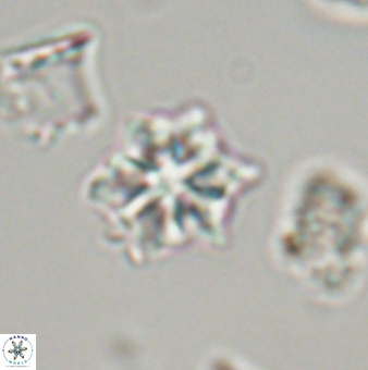 Discoaster self trailliae 32093
