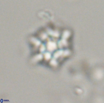 Discoaster self trailliae 32104