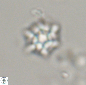 Discoaster self trailliae 32104