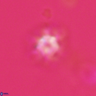 Discoaster self trailliae 32105