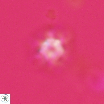 Discoaster self trailliae 32105